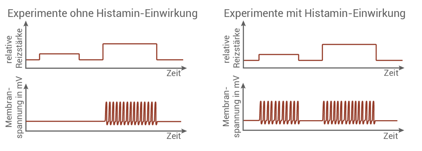 Zwei Diagramme: links ohne, rechts mit Histamin; oben Reizstärke, unten Membranspannung mit Aktionspotenzial-Bursts.
